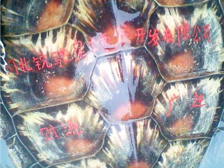 Bắt được rùa biển kỳ lạ khắc chữ trên mai