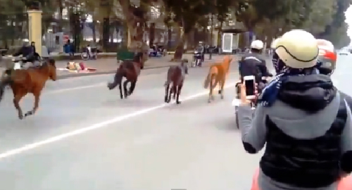Đàn ngựa vô chủ chạy giữa đường Hà Nội     