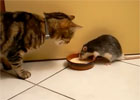 Clip chuột tranh thức ăn của mèo