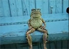 Clip ếch ngồi như người gây sốt trên mạng