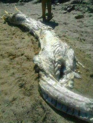 "Quái vật" có sừng, dài 4m trôi dạt vào bờ biển