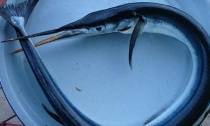 Cá 'lạ' đâm vào cổ du khách Nga là cá nhái