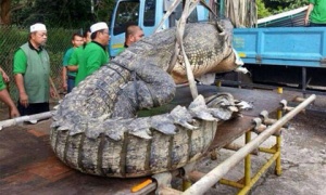 Giật mình trước hình ảnh cá sấu khổng lồ dài 4,6m ở Brunei