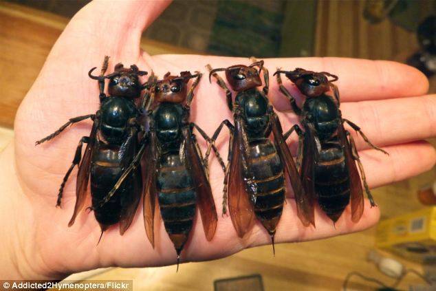 Kinh sợ loài ong khổng lồ, cực độc khiến 42 người vong mạng