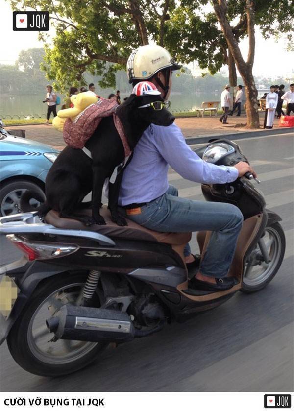 Chú chó cute đeo balô gấu bông gây sốt đường phố Hà Nội