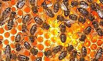 Mật ong nguyên chất và tác dụng với sức khỏe