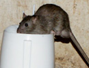 Chuột cắn truyền virus gây bệnh suy thận cấp