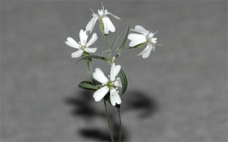 Ngắm nghía loài hoa hơn 30.000 năm sống lại