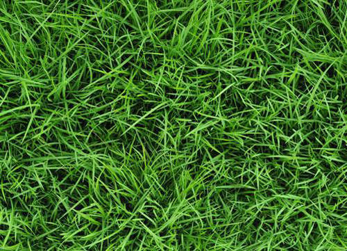 Loại cỏ làm giảm khí nhà kính