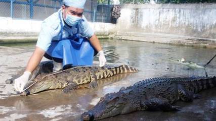 Giá cá sấu sống tại TP.HCM tăng cao kỷ lục
