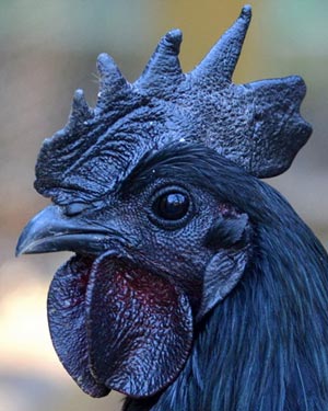 Đại gia “sốt” ăn thịt gà đen tuyền giá 2.500 USD/con