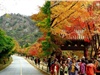 Mùa thu xứ Hàn