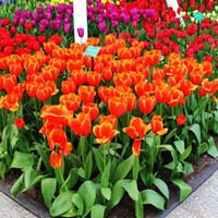 Ngất ngây giữa rừng hoa tulip ở 'khu vườn châu Âu'