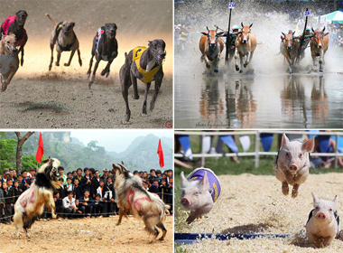 5 cuộc thi động vật thú vị nhất Việt Nam