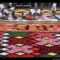 Ngây ngất thảm hoa tuyệt sắc ở Bỉ