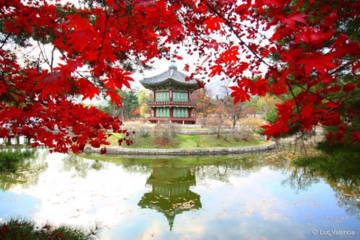 Thu Hàn Quốc tràn ngập lá đỏ  