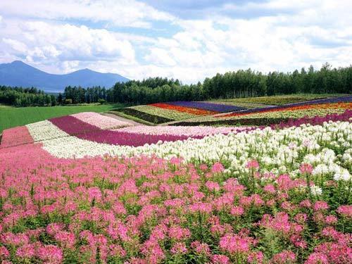 Cánh đồng hoa đẹp hút hồn ở Hokkaido