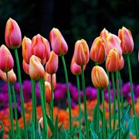 Những thiên đường hoa tulip không đến từ Hà Lan