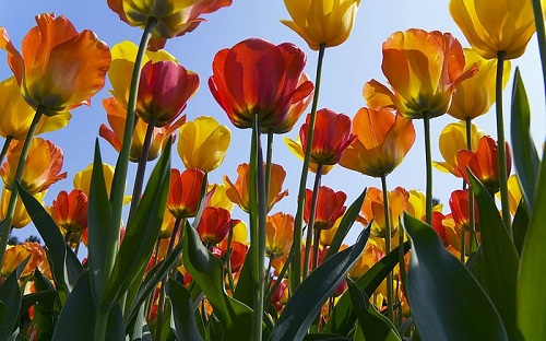 Dừng chân ở xứ sở loài hoa tulip