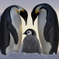Đến Nam Cực- xứ sở của chim cánh cụt