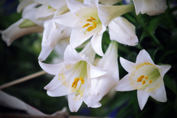 Hoa loa kèn trắng ngập phố Hà Nội