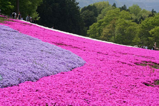 Thảm hoa tráng lệ ở Nhật