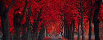 Những con đường mùa lá rụng đẹp ma mị