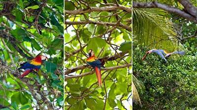 Hành trình khám phá rừng nhiệt đới ở Costa Rica