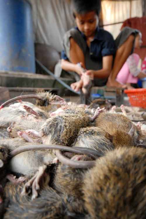 Đi chợ chuột lớn nhất miền Tây