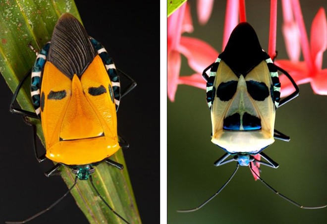 Hình thù giống khuôn mặt trên lưng côn trùng