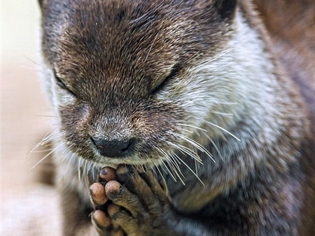 Hình ảnh xúc động: Con rái cá chắp tay "cầu nguyện" trước bữa ăn