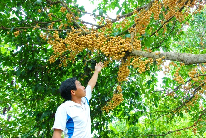 Giá 1.500 đồng/kg, dân miền Tây bỏ dâu chín rụng đầy vườn