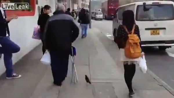 Cụ ông người Hồng Kông có thể ung dung dẫn chú chim cưng đi dạo phố mà không cần phải giữ chân nó lại.
