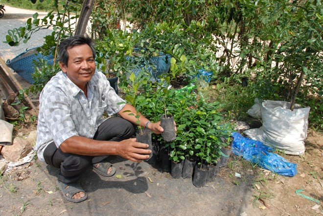 Cây Chúc cho quả sai, nông dân Bảy Núi hốt bạc