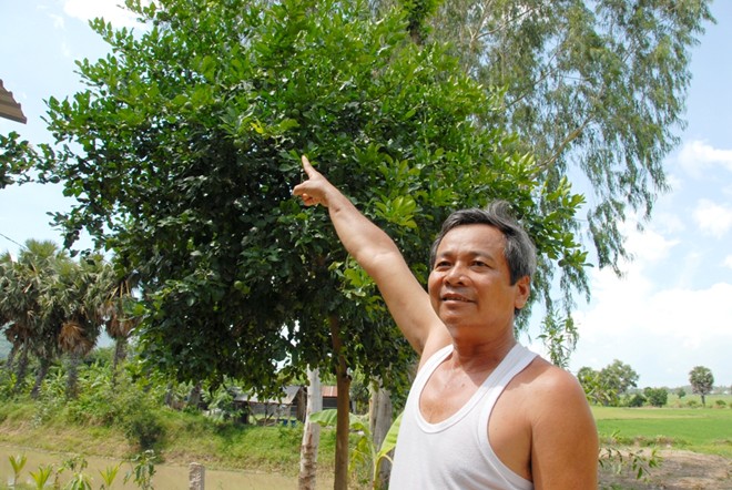 Cây Chúc cho quả sai, nông dân Bảy Núi hốt bạc