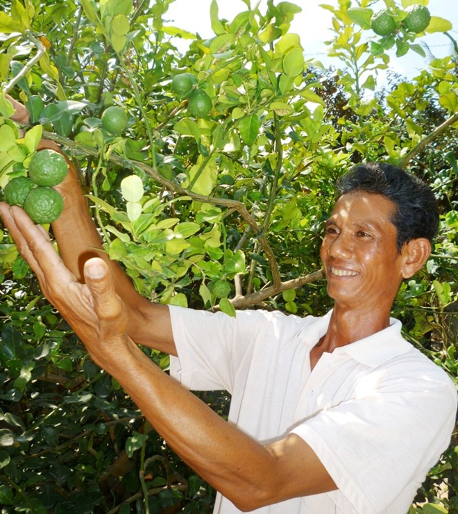 Cây Chúc cho quả sai, nông dân Bảy Núi hốt bạc