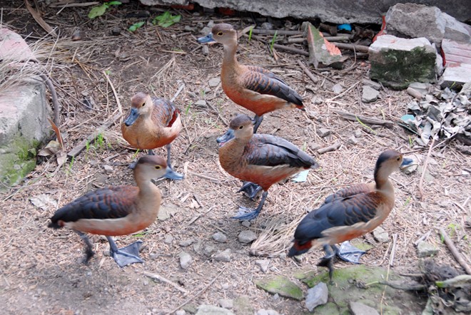 Nông dân miền Tây thuần hóa chim trời giá nửa triệu mỗi con
