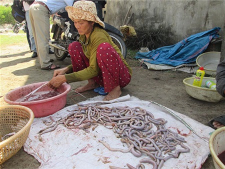 Bí ẩn thương lái Trung Quốc ồ ạt thu mua giun biển