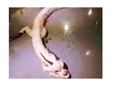 Kinh ngạc rồng trắng bị bắn hạ ở Malaysia