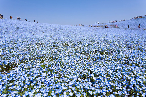 Sắc xanh ngút ngàn của đồi hoa Nemophilas ở Nhật