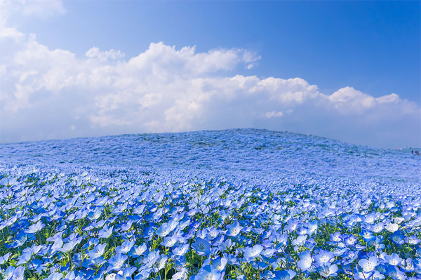 Sắc xanh ngút ngàn của đồi hoa Nemophilas ở Nhật
