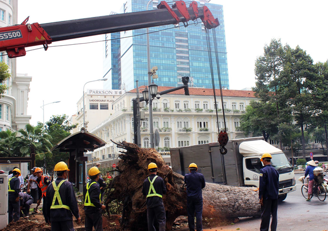 Hàng loạt cây cổ thụ ở Sài Gòn bị đốn hạ để xây ga ngầm metro