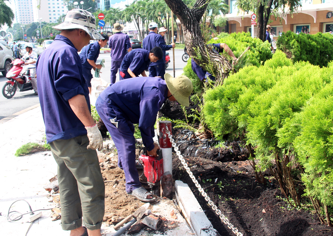 Hàng loạt cây cổ thụ ở Sài Gòn bị đốn hạ để xây ga ngầm metro
