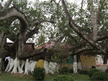 Những gốc cây có hình thù kỳ lạ nhất Việt Nam