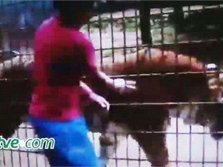 Kinh hoàng bé trai bị hổ trong sở thú cắn nát tay