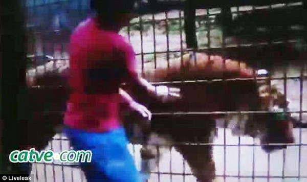 Kinh hoàng bé trai bị hổ trong sở thú cắn nát tay