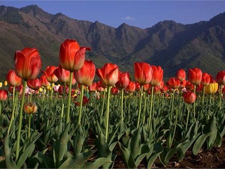 Rực rỡ và lớn nhất châu Á vườn hoa tulip