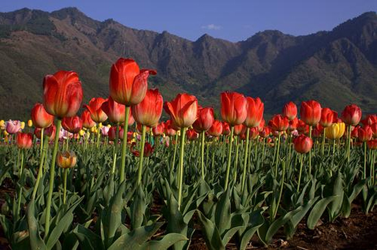 Rực rỡ và lớn nhất châu Á vườn hoa tulip 