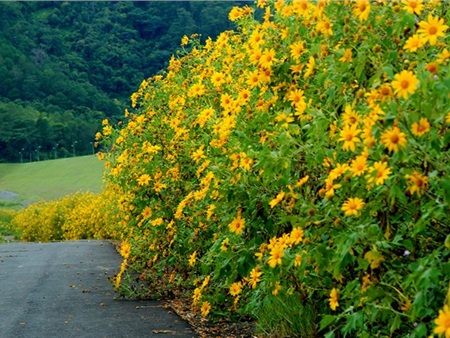 Con đường hoa tuyệt đẹp ở Việt Nam