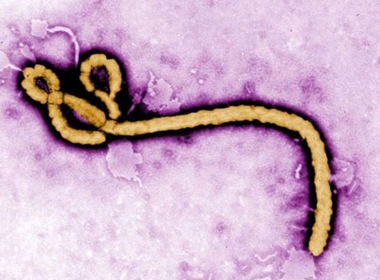 Ebola có lây qua đường 'ân ái'?